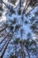 Swaying tops of bare trees in the forest against blue sky