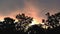 Swaying trees in wind against golden orange sunset sky background.