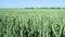 Swaying wheat stalks from a light breeze, green wheat field and sunny day.