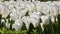 swaying white tulips. Spring flowers 4k video