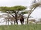 Swayne`s hartebeests, Alcelaphus buselaphus swaynei, Senkelle Swayne`s Hartebeest sanctuary, Ethiopia