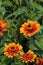 A Sweat Bee pollinating a Zowie Yellow Flame Zinnia flower in a garden