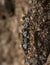 Sweat Bees coming out of nest on a tree bark at  Thane,maharashtra,India