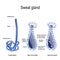 Sweat gland. cross-section