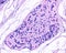 Sweat gland. Secretory unit