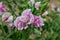 Sweat pea flowers. A garden full of flowers for bees, butterflies and other insects