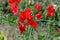 Sweat pea flowers. A garden full of flowers for bees, butterflies and other insects