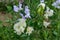 Sweat pea flowers. A garden full of flowers for bees, butterflies and other insects