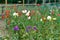 Sweat pea flowers. A garden full of flowers for bees, butterflies and other insects