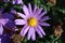 Sweden. Aster amellus. City of Linkoping. Ostergotland province.