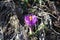 Sweden. Crocus heuffelianus. City of Linkoping. Ostergotland province.