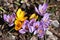 Sweden. Crocus sativus. City of Linkoping. Ostergotland province.