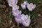 Sweden. Crocus sativus. City of Linkoping. Ostergotland province.