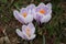 Sweden. Crocus sativus. City of Linkoping. Ostergotland province.