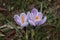 Sweden. Crocus sativus. City of Linkoping. Ostergotland province.
