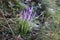 Sweden. Crocus tommasinianus. City of Linkoping. Ostergotland province.