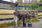 Sweden / cute moose babies eat from a bucket in a moose park