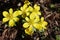 Sweden. Eranthis hyemalis. City of Linkoping. Ostergotland province.