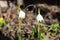 Sweden. Leucojum vernum. City of Linkoping. Ostergotland province.