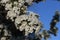 Sweden. Prunus spinosa. Ostergotland county.