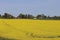 Sweden. Rapeseed. City of Linkoping. Ostergotland province.