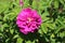 Sweden. Rosa rugosa. City of Linkoping. Ostergotland province.