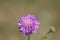 Sweden. Scabiosa atropurpurea. City of Linkoping. Ostergotland province.