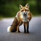 Sweden, Uppland, Lidingo, Fox standing on road