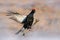 Sweden wildlife. Black grouse on the pine tree. Nice bird Grouse, Tetrao tetrix, in marshland, Polalnd. Spring mating season in