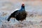 Sweden wildlife. Black grouse on the pine tree. Nice bird Grouse, Tetrao tetrix, in marshland, Polalnd. Spring mating season in