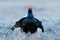 Sweden wildlife. Black grouse on the pine tree. Nice bird Grouse, Tetrao tetrix, in marshland, Polalnd. Spring mating season in