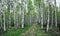 Swedish birch forest