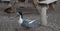 Swedish blue duck waddling around picnic bench