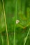 Swedish butterfly resting on a grass straw