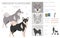 Swedish Elkhound clipart. All coat colors set.  All dog breeds characteristics infographic