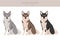 Swedish Elkhound clipart. All coat colors set. All dog breeds characteristics infographic