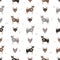 Swedish Elkhound seamless pattern. All coat colors set. All dog breeds characteristics infographic