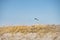 Swedish flag fluttering on a pole, captured through sandy dunes. Scandinavian Swedish banderole waving on Ribersborgsstranden