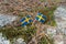 Swedish flags in scandinavian nature background. Photo of wild nature