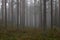 Swedish foggy pine forest