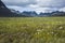 Swedish Lapland landscape. Arctic cotton grass white fluffy flowers in Stuor Reaiddavaggi valley in northern Sweden