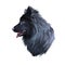 Swedish Lapphund breed of dog of Spitz type from Sweden, Lapphund. Digital art illustration. Animal watercolor portrait closeup