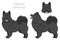 Swedish Lapphund coat colors, different poses clipart