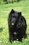 Swedish Lapphund, Dog standing on Grass