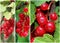 Swedish Lingonberry Collage