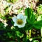 Swedish Strawberry flower