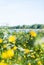 Swedish summer meadow by lake, midsummer.