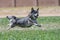 Swedish Vallhund chasing a lure