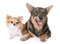 Swedish Vallhund and chihuahua