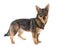 Swedish Vallhund in studio